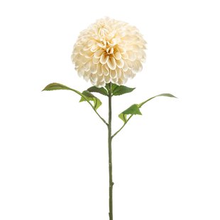 Dahlia pompon