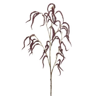 Amaranthus