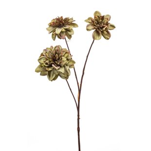 Dahlia