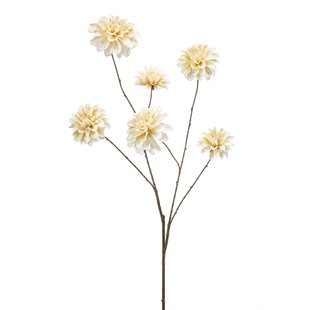 Dahlia