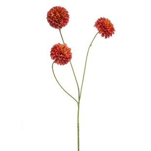 Dahlia pompon