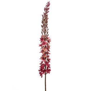 Eremurus