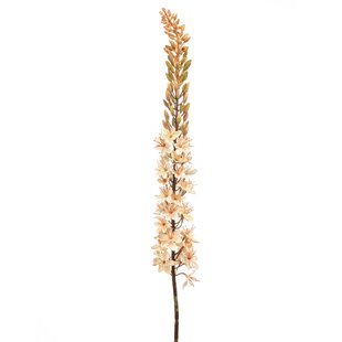Eremurus