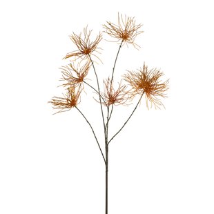 Anemone seed