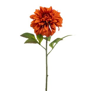 Dahlia