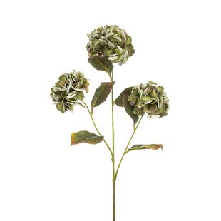 Hydrangea