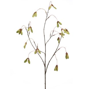Maple seed