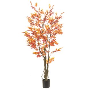 Maple japenese