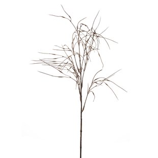 Stipa