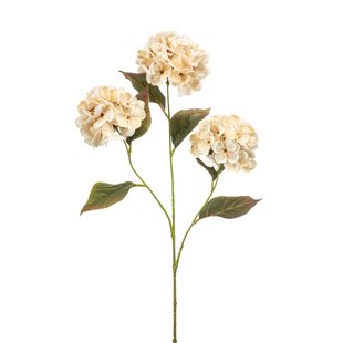 Hydrangea