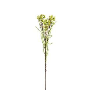Wax flower
