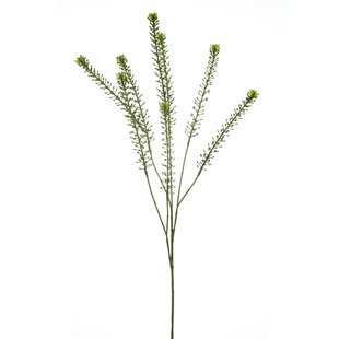 Lepidium