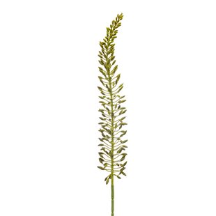 Eremurus