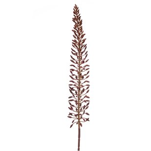 Eremurus
