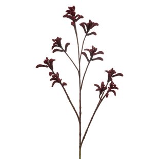 Anigozanthos