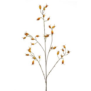 Rosehip