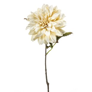 Dahlia
