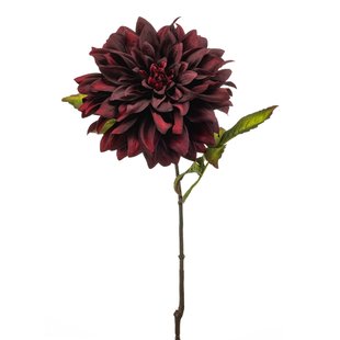 Dahlia