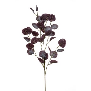 Eucalyptus