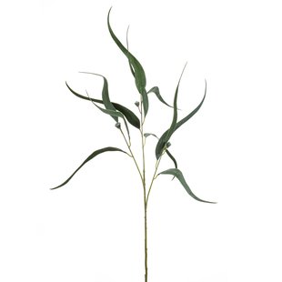 Eucalyptus