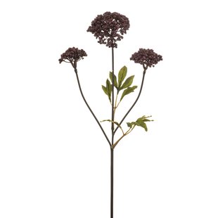 Achillea