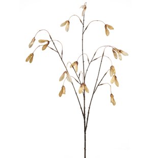 Maple seed