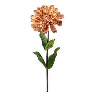 Zinnia
