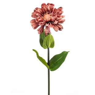 Zinnia