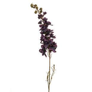 Delphinium