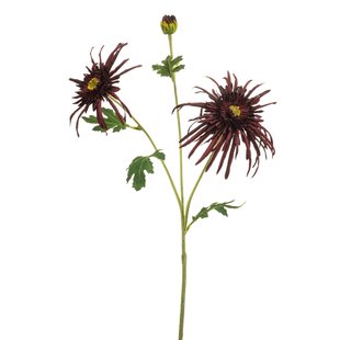 Chrysantum Spider