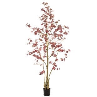 Tropaeolum