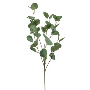 Eucalyptus