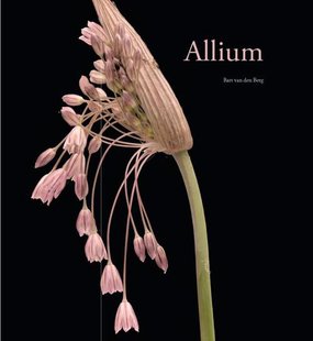 Allium