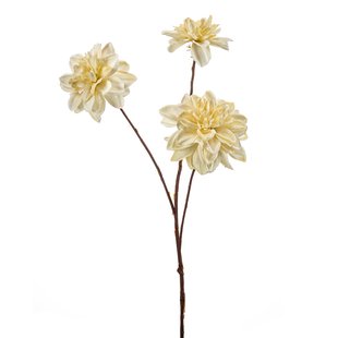 Dahlia