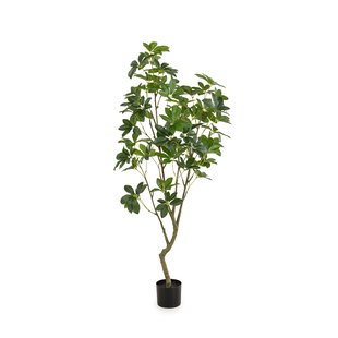 Schefflera