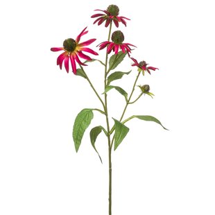 Rudbeckia