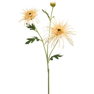 Chrysantum spider