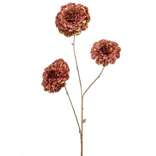 Zinnia