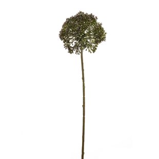 Allium