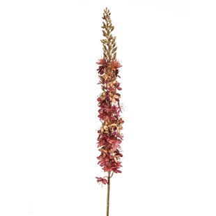 Eremurus