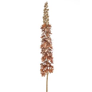Eremurus