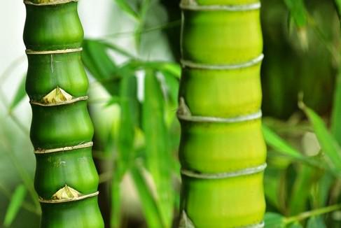woonhome-cayboo-duurzame-bamboe-producten-voor-thuis-duurzaam-materiaal