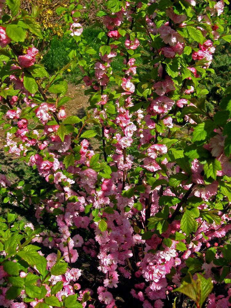 woonhome-kleurrijke-rozenstruik-rozen-meer-kleur-tuin-tuintips