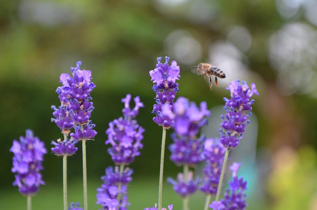 woonhome-meer-bijen-in-je-tuin-belangrijk-bloemenverstuiven