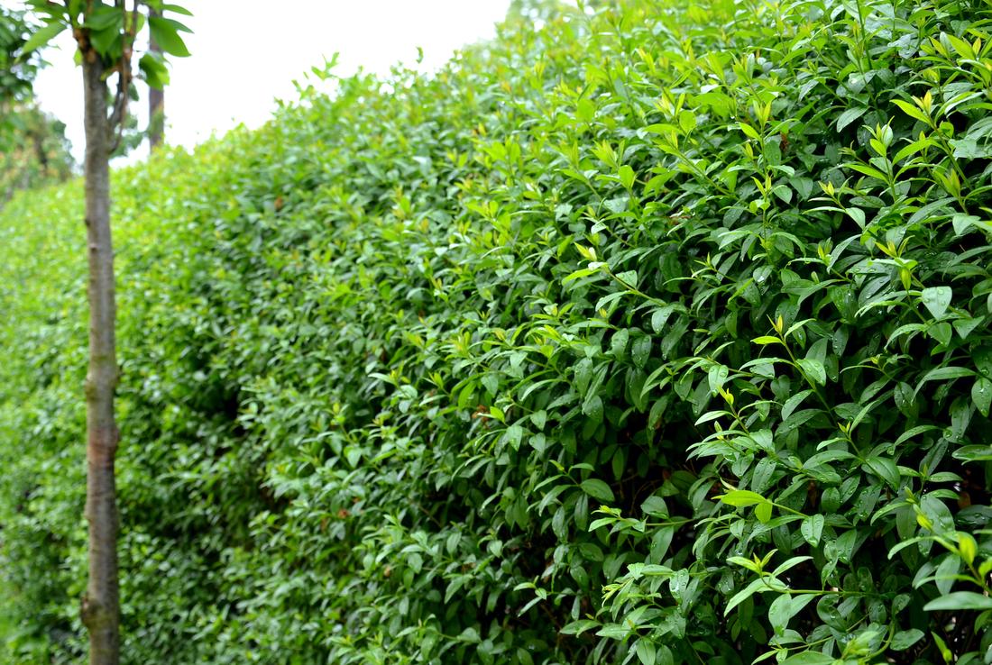 woonhome-haag-tuinhaag-tuin-inspiratie-1