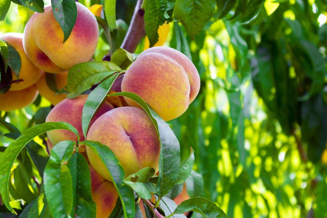 woonhome-nectarine-perzik-boom-fruitboom-fruitbomen-1.jpg
