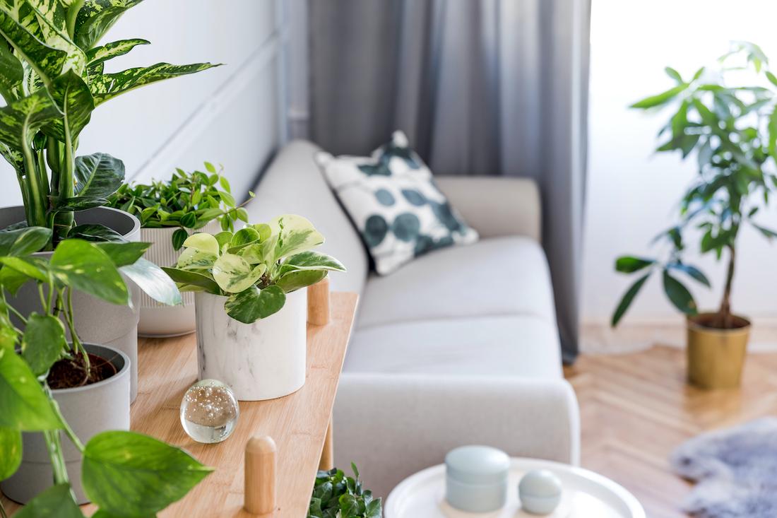 woonhome-sfeer-in-huis-creeeren-winter-planten-groen-in-huis-1