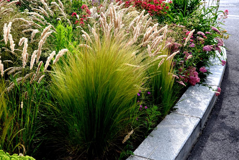 Een border met siergras geeft je tuin een speels effect. 
