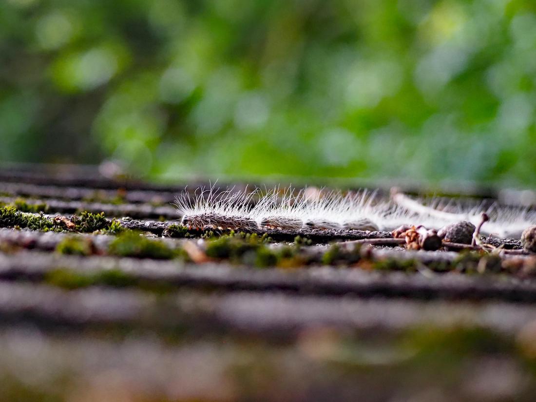 woonhome-eikenprocessierups-bestreiding-tuin-bestreiding-1