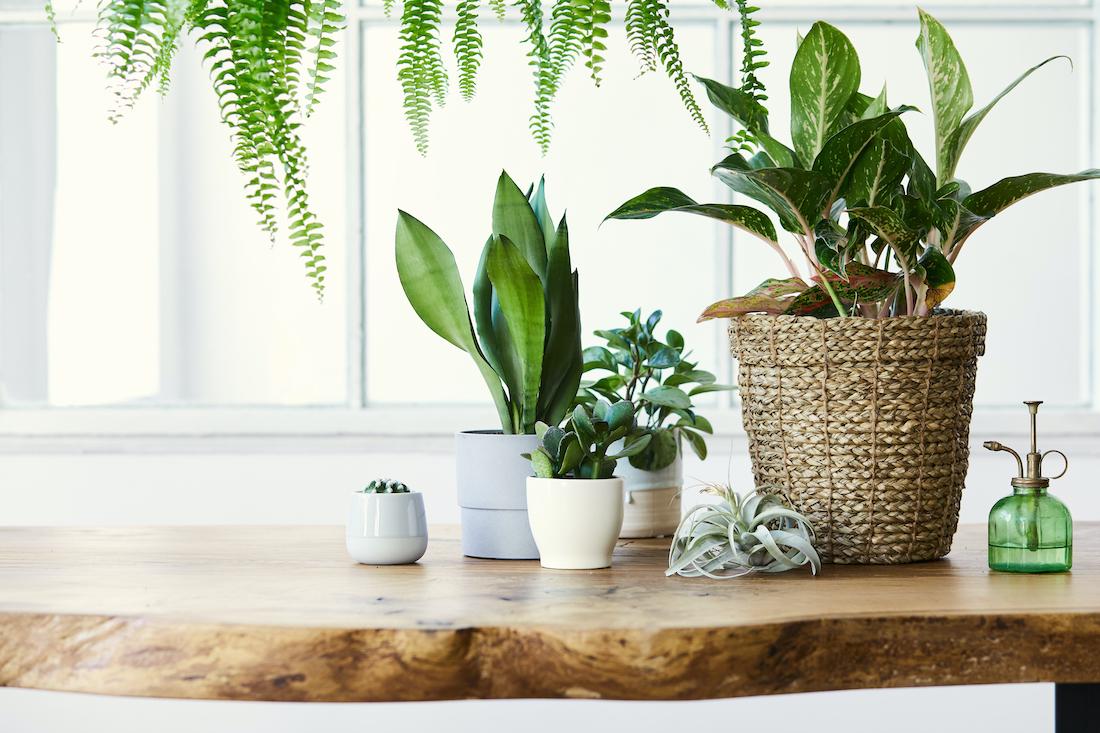 woonhome-planten-groen-in-huis-interieurstylist-interieurinspiratie-1